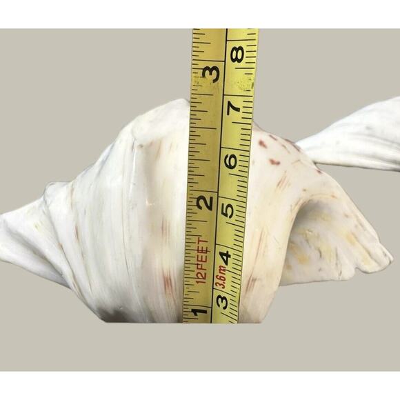 Seashells 2 Large & 2 Smaller Ones Estate Sale Find Very Beautiful - Lot Of 4 - Picture 16 of 16